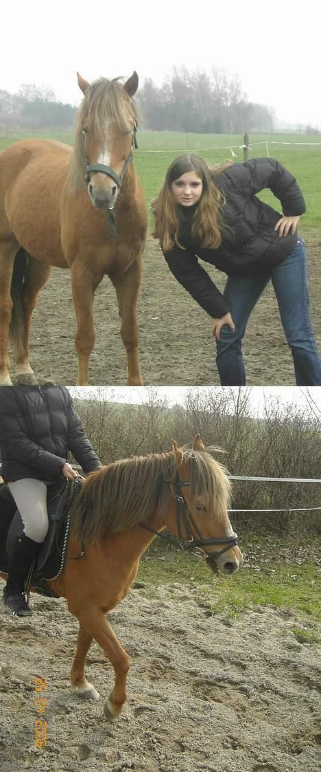 New Forest Walker - walker og mig  billede 12