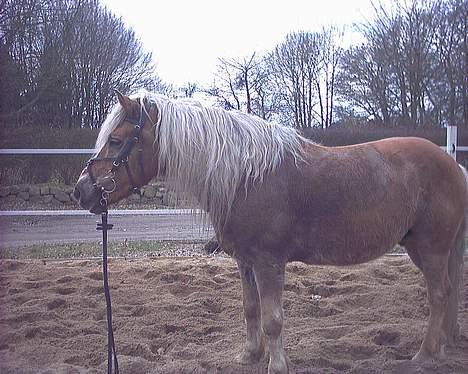 Haflinger Tarzan *Solgt billede 20