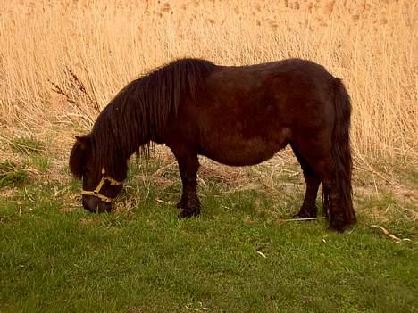 Shetlænder Blackie *solgt* - Blackie ved sivene billede 1