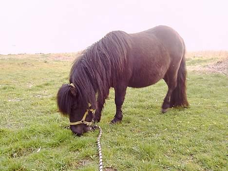 Shetlænder Blackie *solgt* - den dejlige hoppe igen billede 2