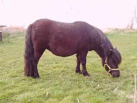 Shetlænder Blackie *solgt* - såå fiin billede 3