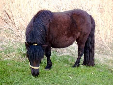 Shetlænder Blackie *solgt* - stadig lidt vinterpels billede 4