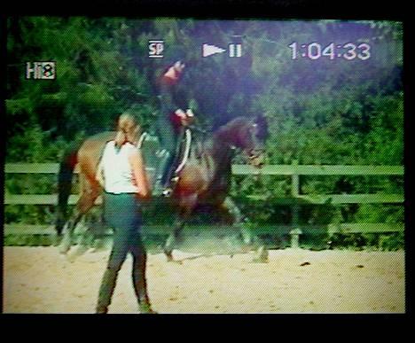 Dansk Varmblod Lund's Pamina - Dressurkursus v. Maria Aarup billede 13