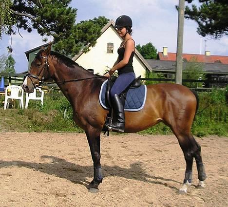 Dansk Varmblod Lund's Pamina billede 14