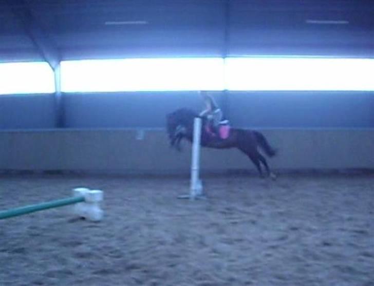 Dansk Varmblod Lund's Pamina - Spring med Mette på ryggen, en af det første gange under rytter. billede 15