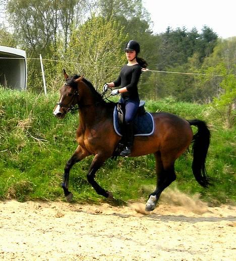 Dansk Varmblod Lund's Pamina billede 16