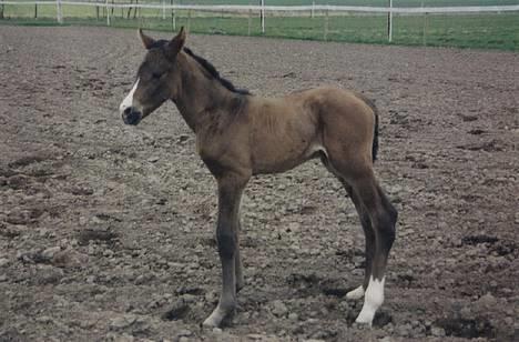 Dansk Varmblod Lund's Pamina - Pamina som føl - foto: Stutteri Lund billede 17