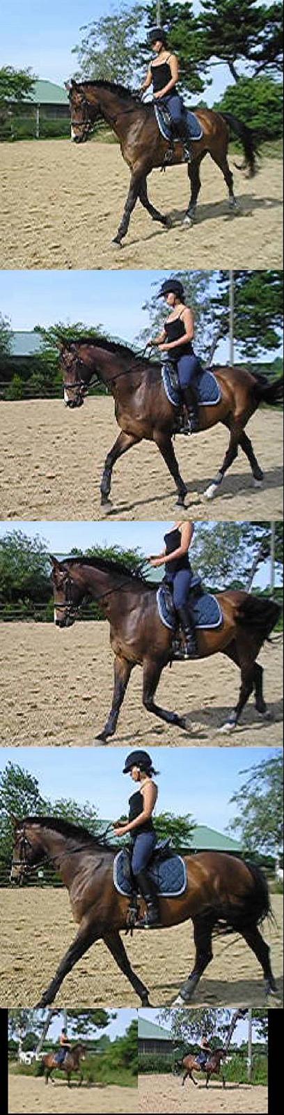 Dansk Varmblod Lund's Pamina billede 19