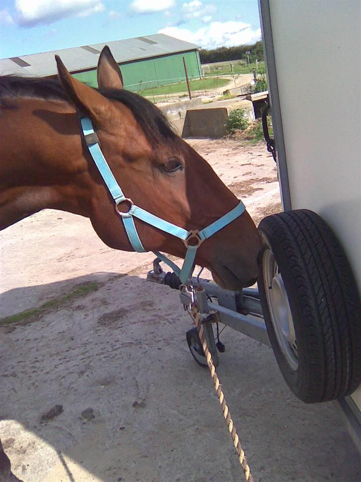 Anden særlig race Marquist  - Elsker det billede :) billede 3