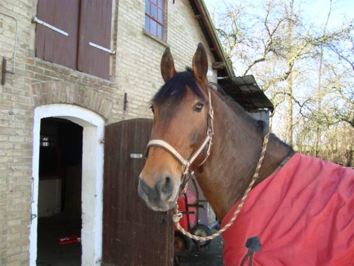 Anden særlig race Marquist  - Synes selv han er ret lækker :)  billede 4