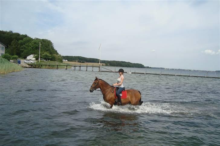 Anden særlig race Marquist  - Marquist og jeg tog en fridag fra træningen i skoven og tog på en hyggeligt tur til vandet :P billede 5