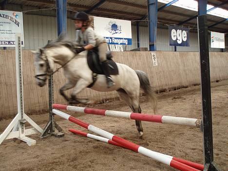 Welsh Pony (sec B) Skovbjergs Bacardi - Her tar vi lige et bette spring... billede 1