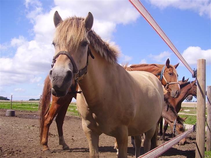 Fjordhest Trine Birkelund (Truntte) -  © billede 3