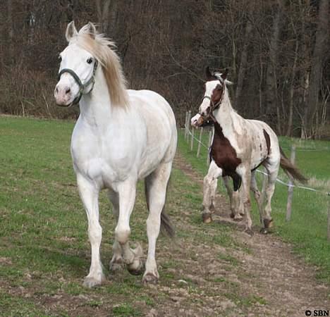 Appaloosa Coco billede 12