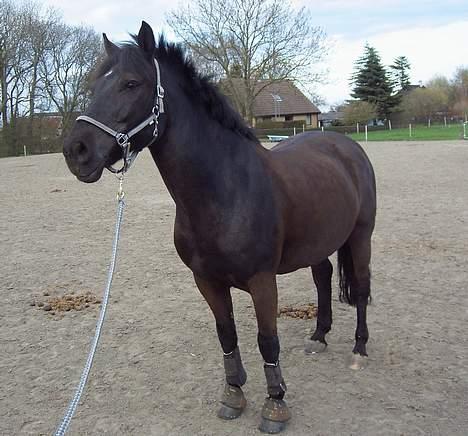 Connemara Blackie .. billede 17