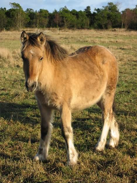 Irish Cob Crossbreed Ove billede 2