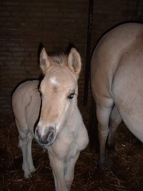 Irish Cob Crossbreed Ove - Er jeg ikke fin? billede 5