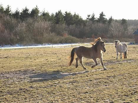 Irish Cob Crossbreed Ove billede 7