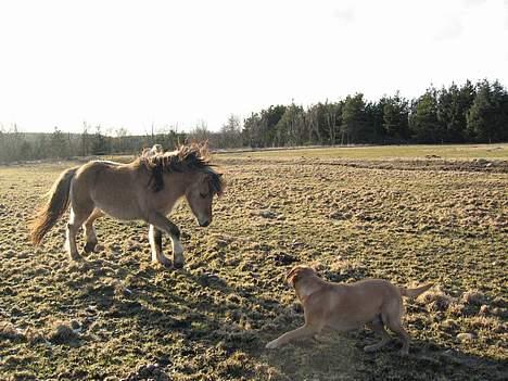 Irish Cob Crossbreed Ove - Skal vig lege? billede 8