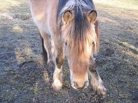 Irish Cob Crossbreed Ove billede 9