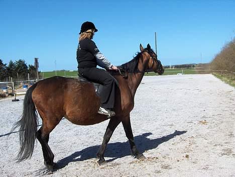 Dansk Varmblod maliza *solgt* - første gang jeg er oppe at ride på hende efter et helt år billede 8