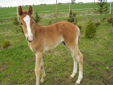 Frederiksborg Milâno Ålbækkegård (Død) billede 7