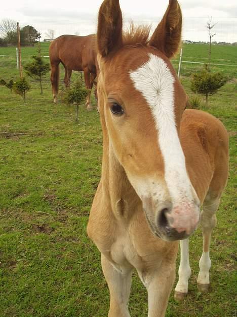 Frederiksborg Milâno Ålbækkegård (Død) billede 8