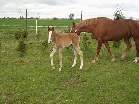 Frederiksborg Milâno Ålbækkegård (Død) billede 9