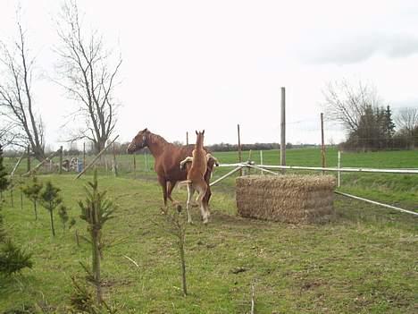 Frederiksborg Milâno Ålbækkegård (Død) billede 10