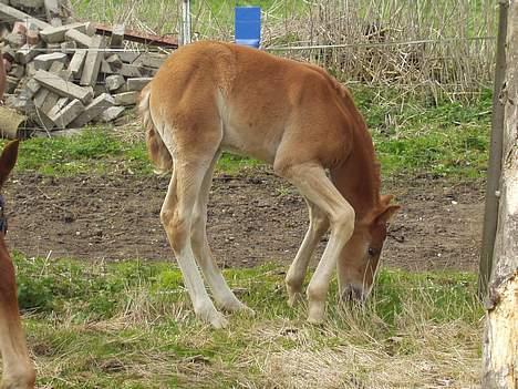 Frederiksborg Milâno Ålbækkegård (Død) billede 11