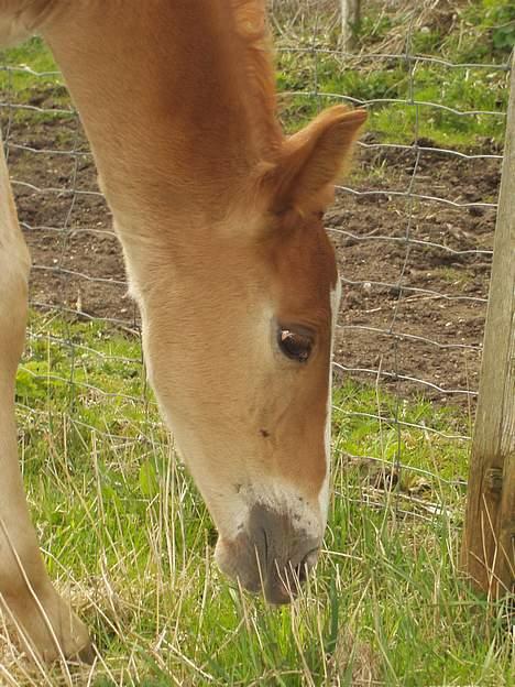 Frederiksborg Milâno Ålbækkegård (Død) billede 13