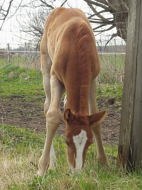 Frederiksborg Milâno Ålbækkegård (Død) billede 14