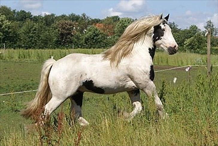 Irish Cob Grymyrs Django (SOLGT) - billede taget af Lise Hauge billede 2