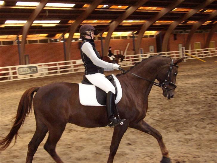 Trakehner Nevada  - smukke Nevada:D la1 opvarmning billede 1