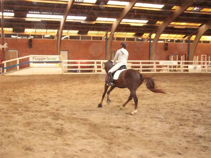 Trakehner Nevada  - La 1 opvarmning billede 2