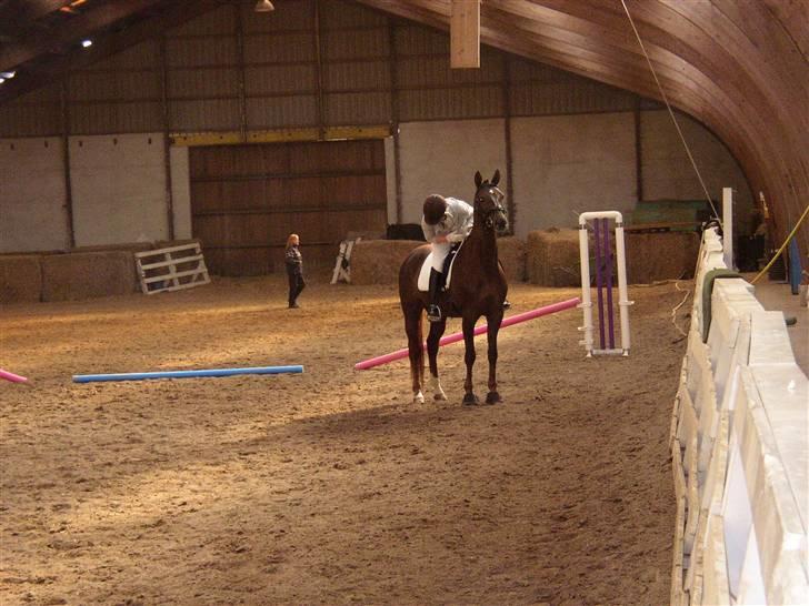 Trakehner Nevada  - La 1 opvarmning billede 3