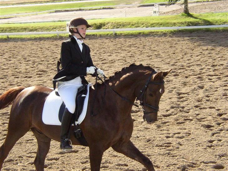 Trakehner Nevada  - La 1 billede 4