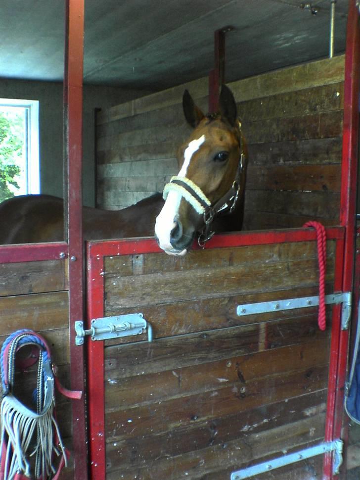 New Forest Miss Potter <3 - Potter inden stævne. Fotograf: Marie Schou billede 12