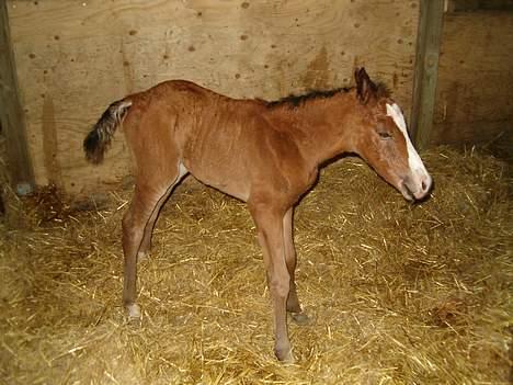 DSP Ahorns kimira billede 2