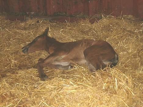 DSP Ahorns kimira billede 3