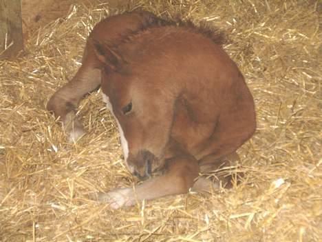 DSP Ahorns kimira billede 4