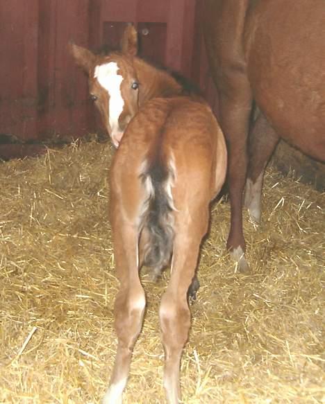 DSP Ahorns kimira billede 5