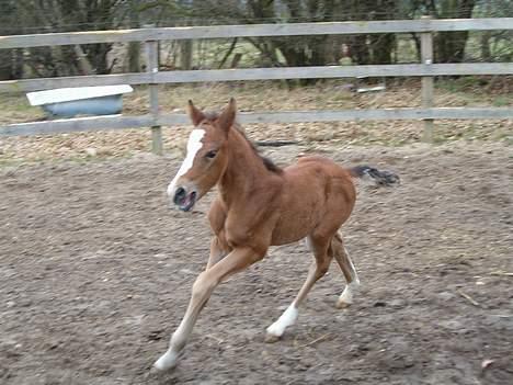 DSP Ahorns kimira billede 6