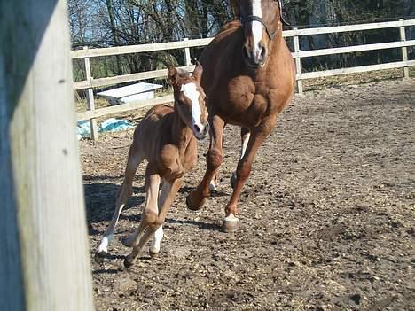 DSP Ahorns kimira billede 7