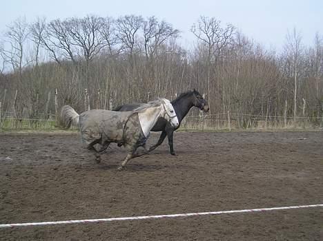 Tysk Sportspony Dacapo - Dacapo og Katukan spurter på fold! (23 april 06) billede 16