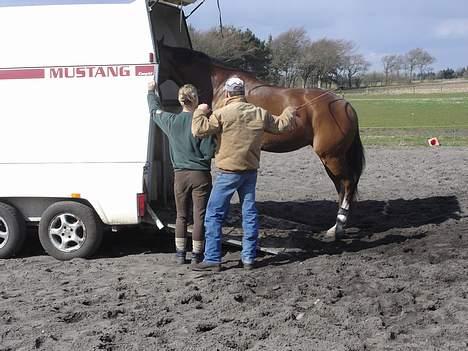 Fuldblod (XX) Aprillove - Vi lærer trailelæsning på horsemanship måden..  billede 6