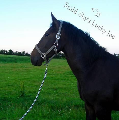 Oldenborg Lucky Joe  billede 1