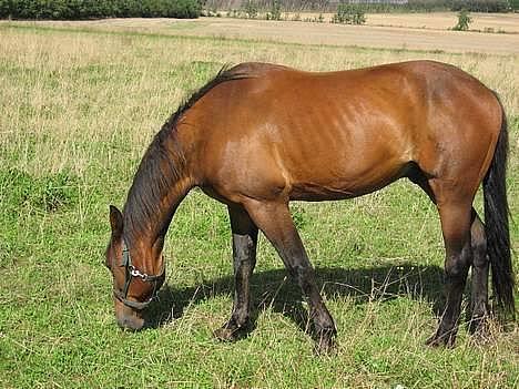 Traver Pampas Crown - 31/8-2006 - sommergræsset er ved at få sin indvirken. billede 5