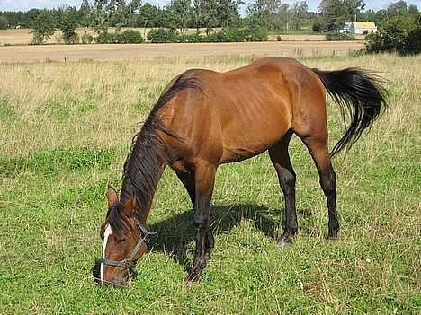Traver Pampas Crown - 31/8-2006 - Græs er bare skønt. billede 6