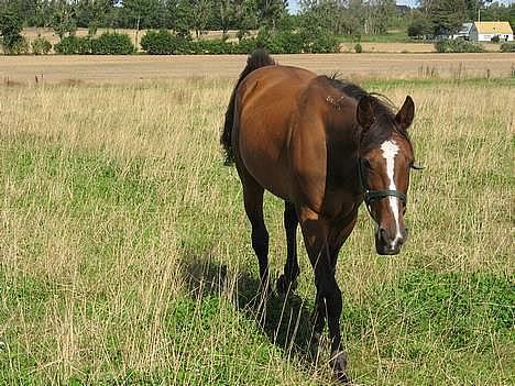 Traver Pampas Crown - 31/8-2006 - Næ... er du der..?  Jeg kommer lige... billede 19